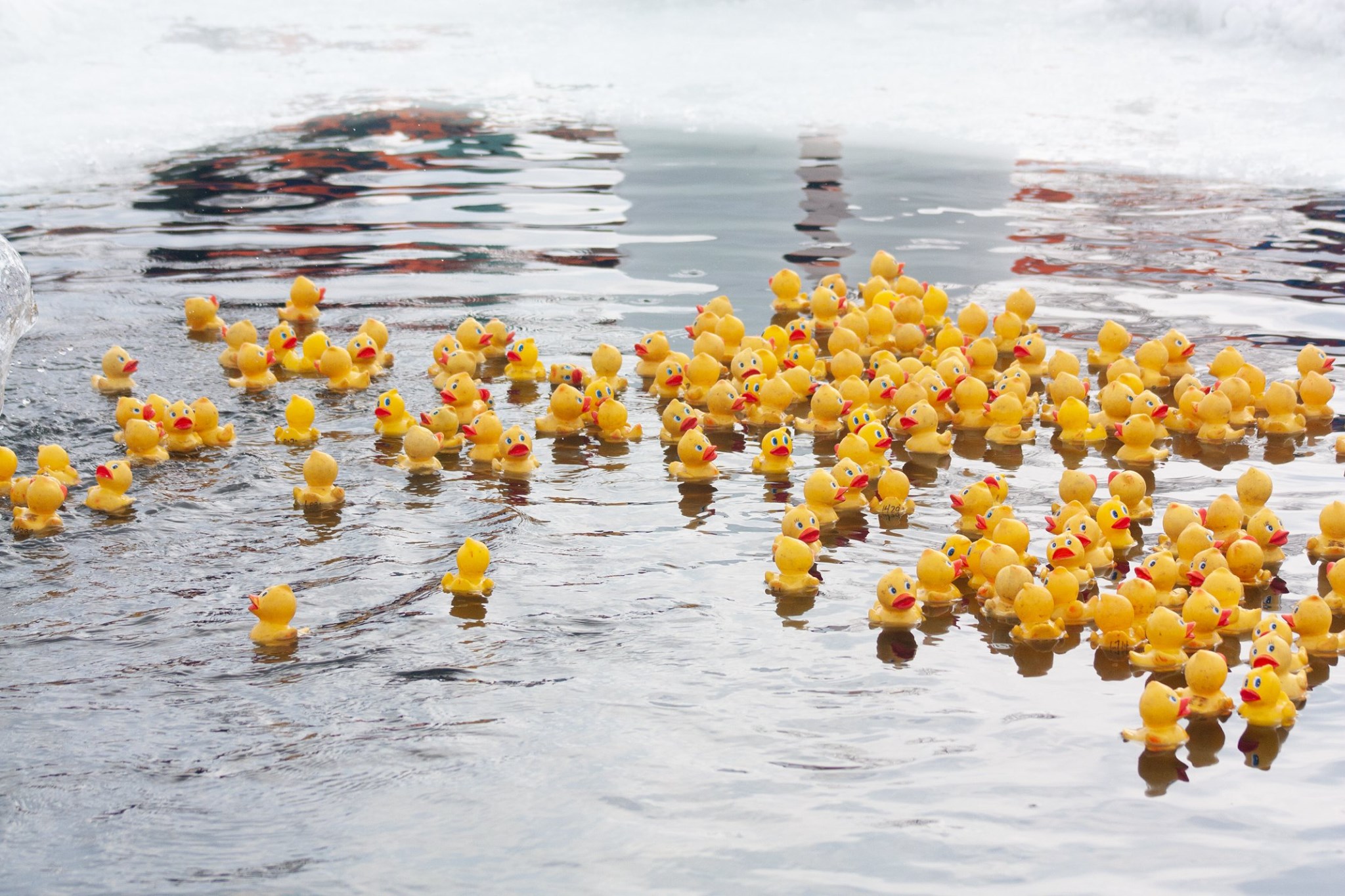 rubber ducks rubber ducks floating in cut out hole in frozen lake